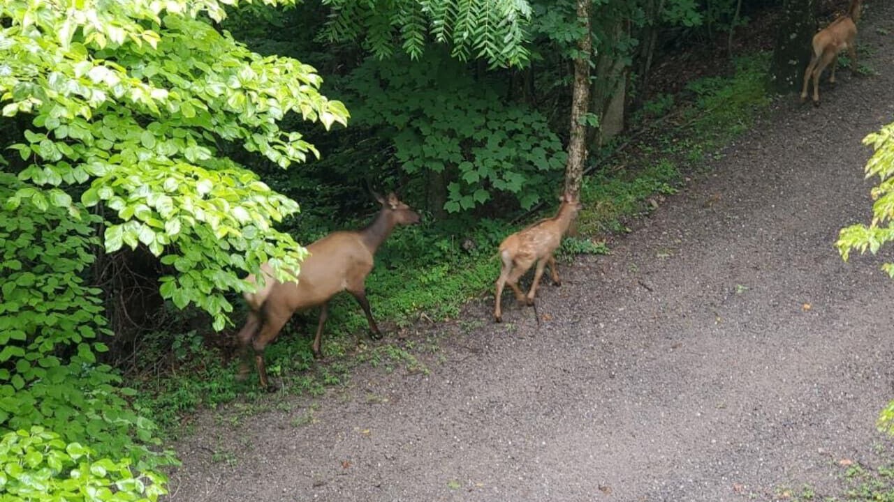 Photo of Others in Maggie Valley
