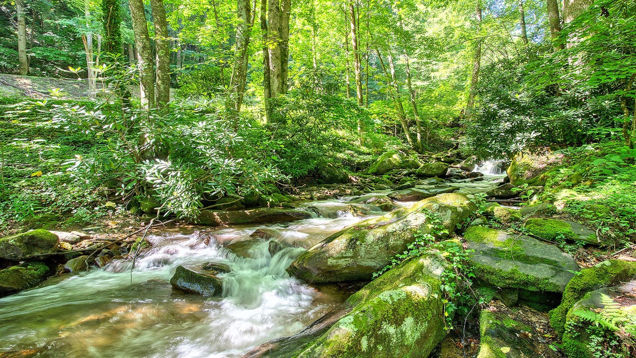 Photo of Others in Waynesville