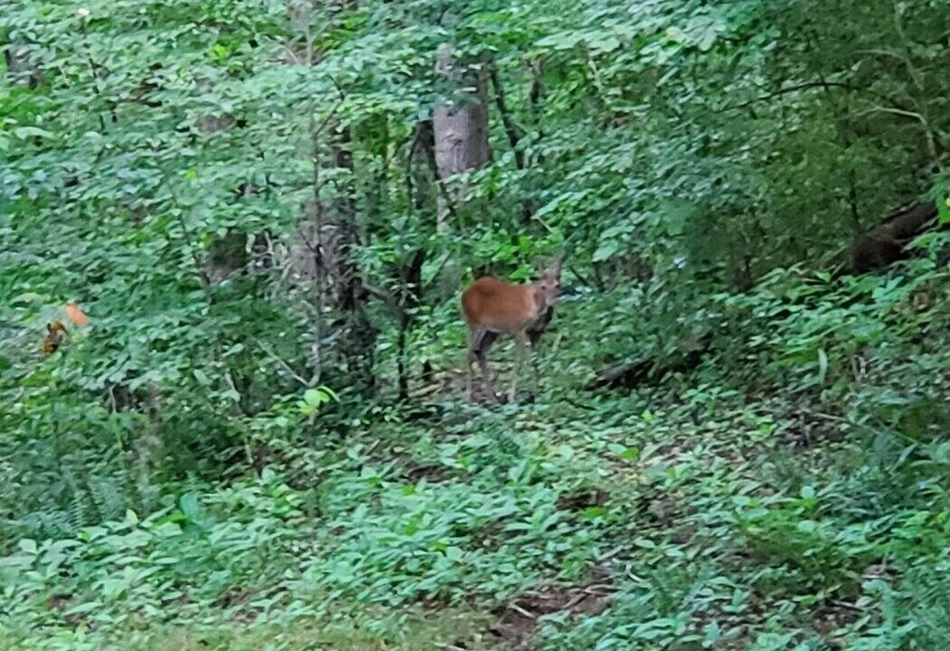 Photo of Outdoor in Marshall