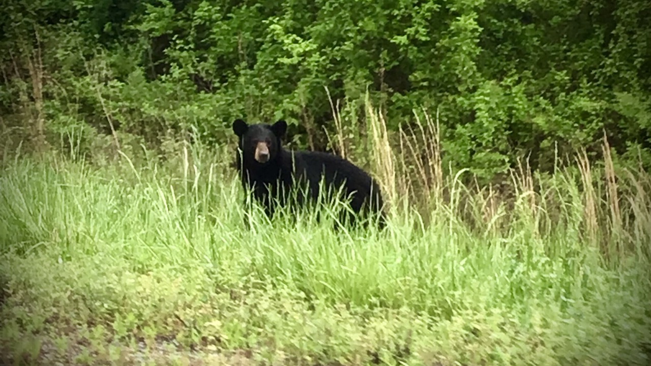 Photo of Others in Dandridge