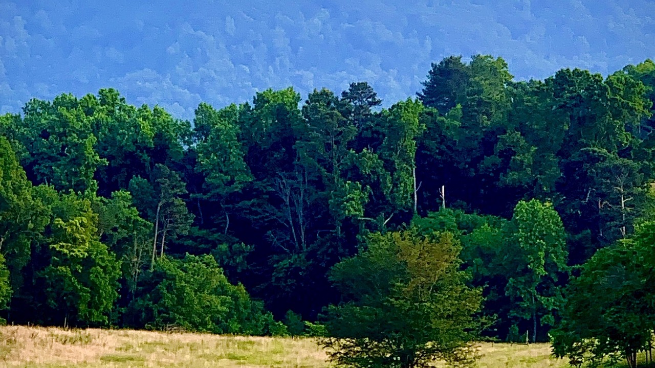 Photo of Outdoor in Dandridge