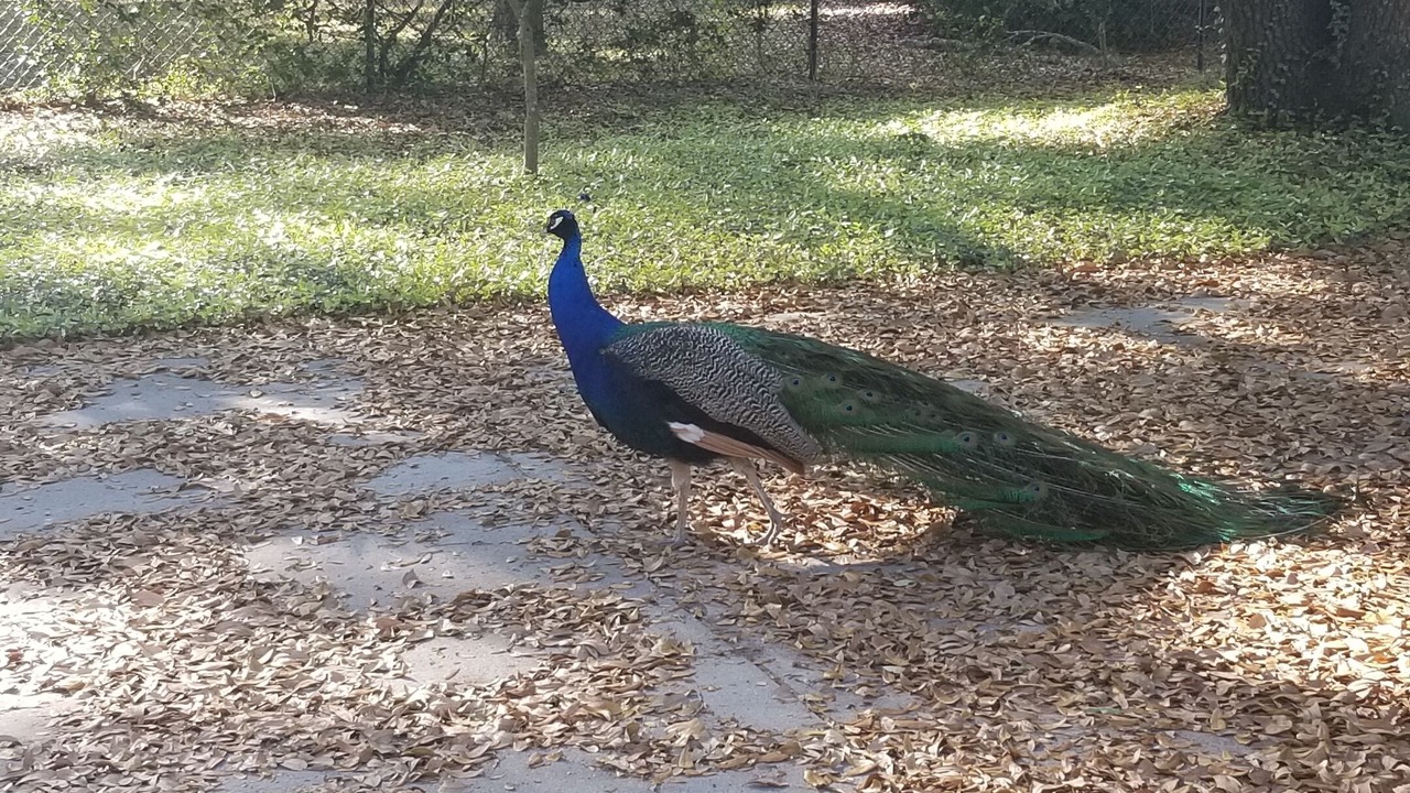 Photo of Outdoor in Saint Helena Island