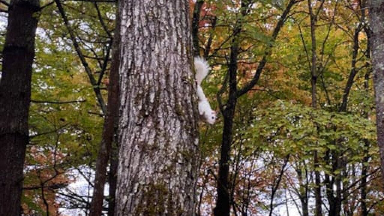 Photo of Others in Lake Toxaway