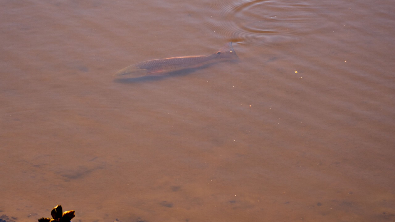Photo of Others in East Arlington