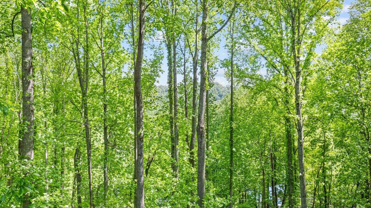 Photo of Others in Maggie Valley