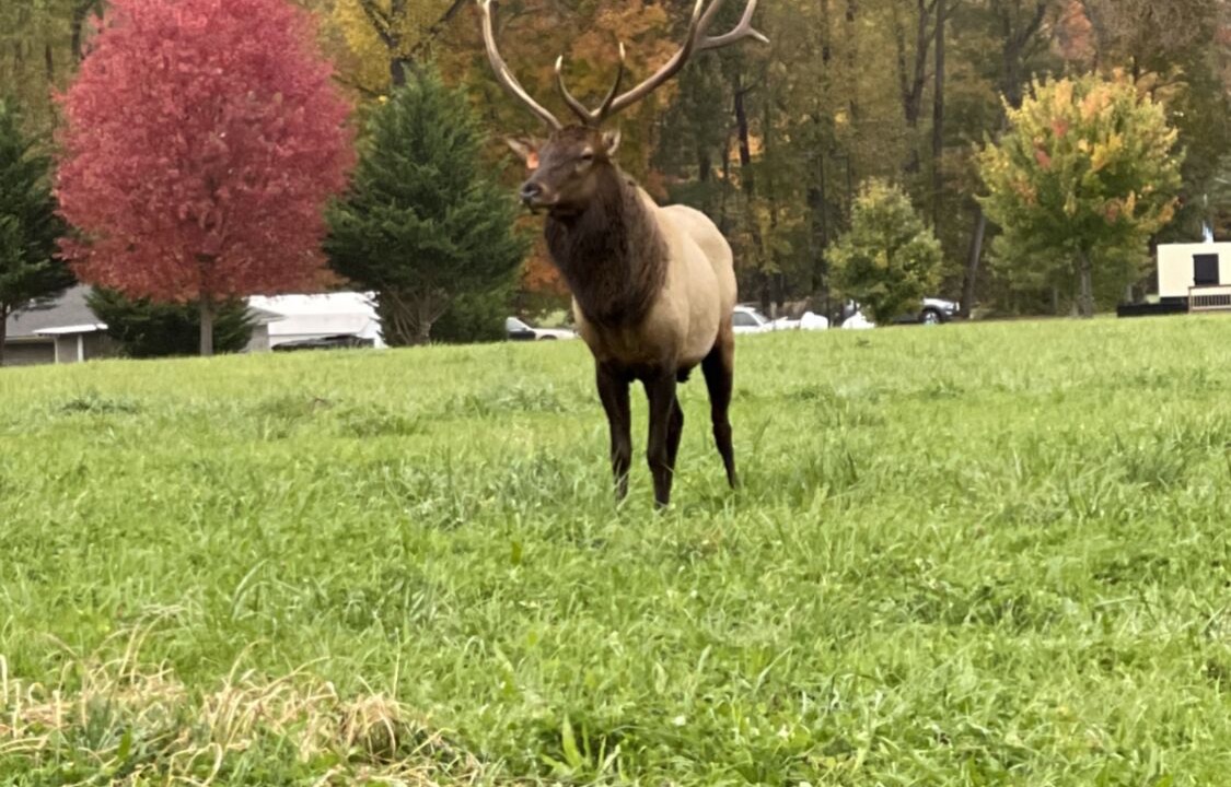 Photo of Others in Maggie Valley
