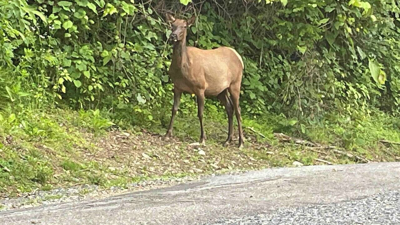 Photo of Others in Maggie Valley