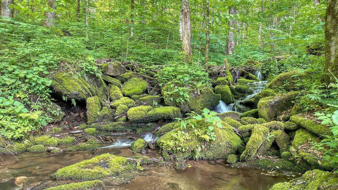 Photo of Others in Maggie Valley