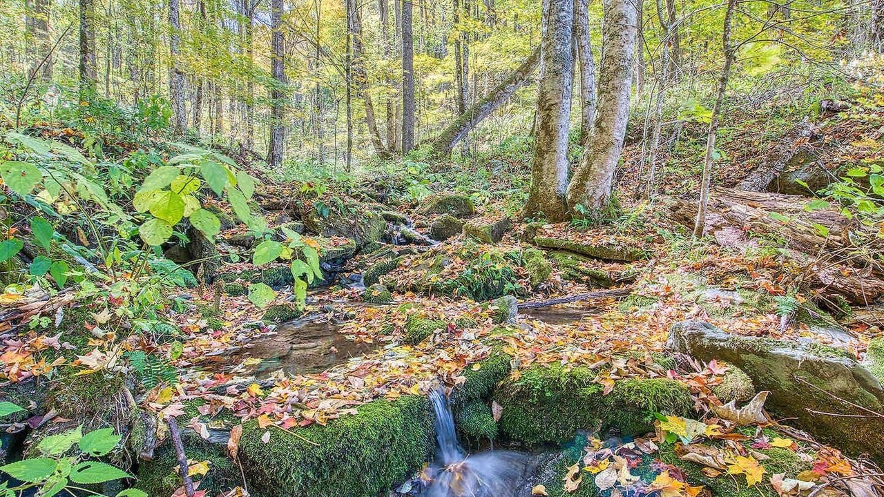 Photo of Others in Maggie Valley