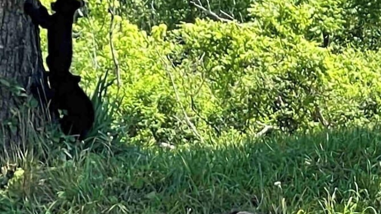 Photo of Others in Gatlinburg