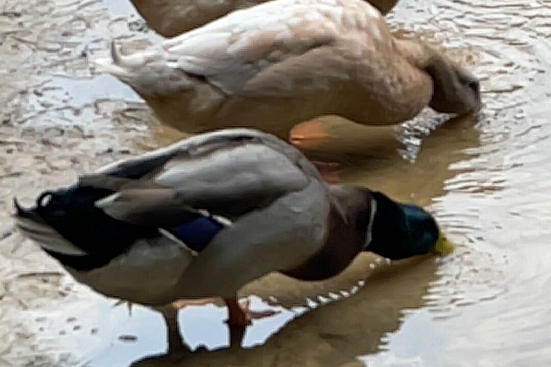 Photo of Others in Cliftondale