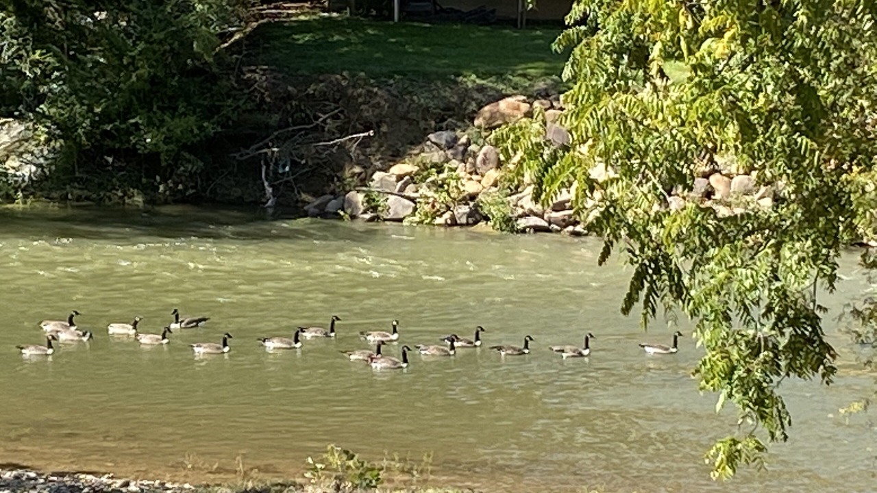 Photo of Others in Pigeon Forge