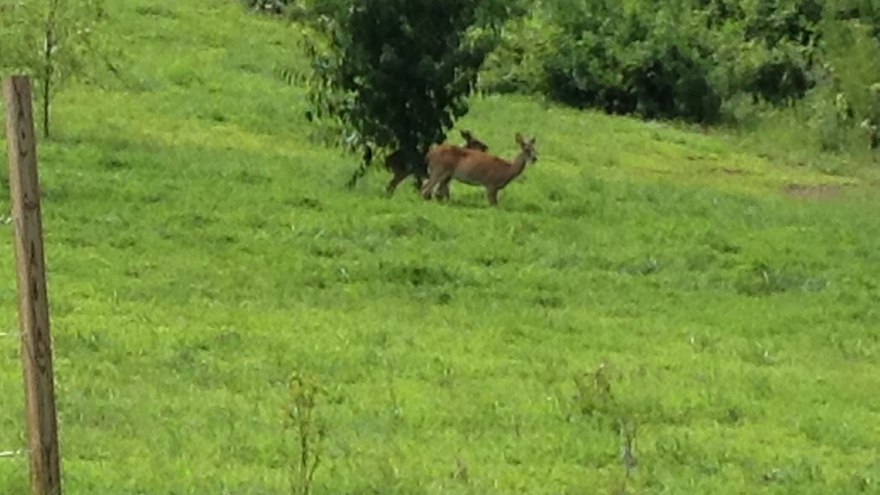 Photo of Outdoor in Guntersville
