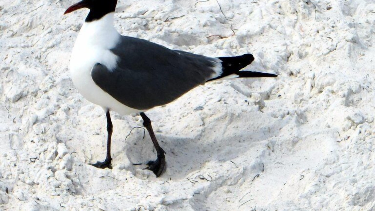 Photo of Others in West Bradenton