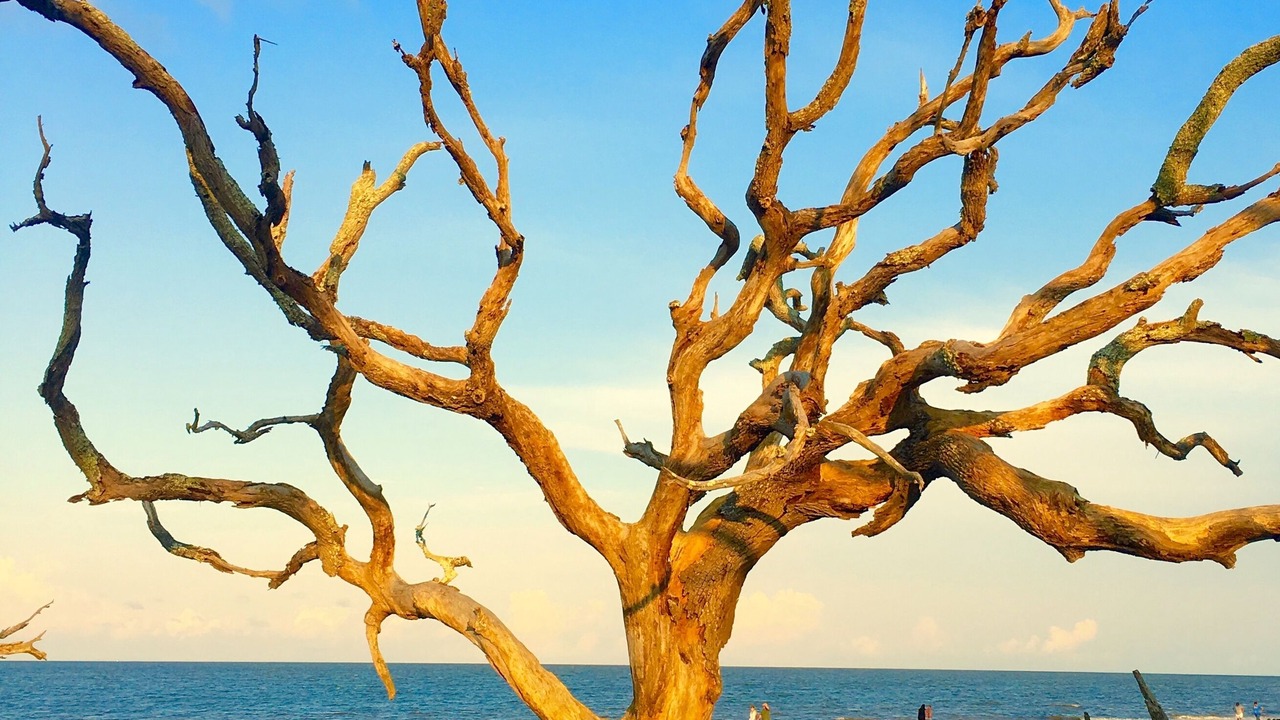 Photo of Others in Jekyll Island