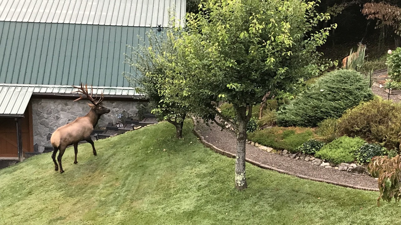 Photo of Others in Maggie Valley