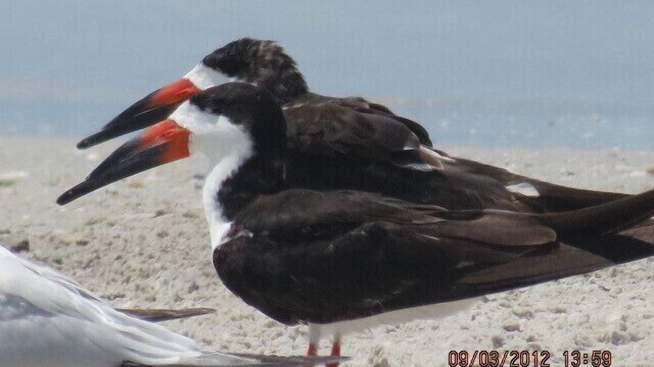 Photo of Others in Madeira Beach