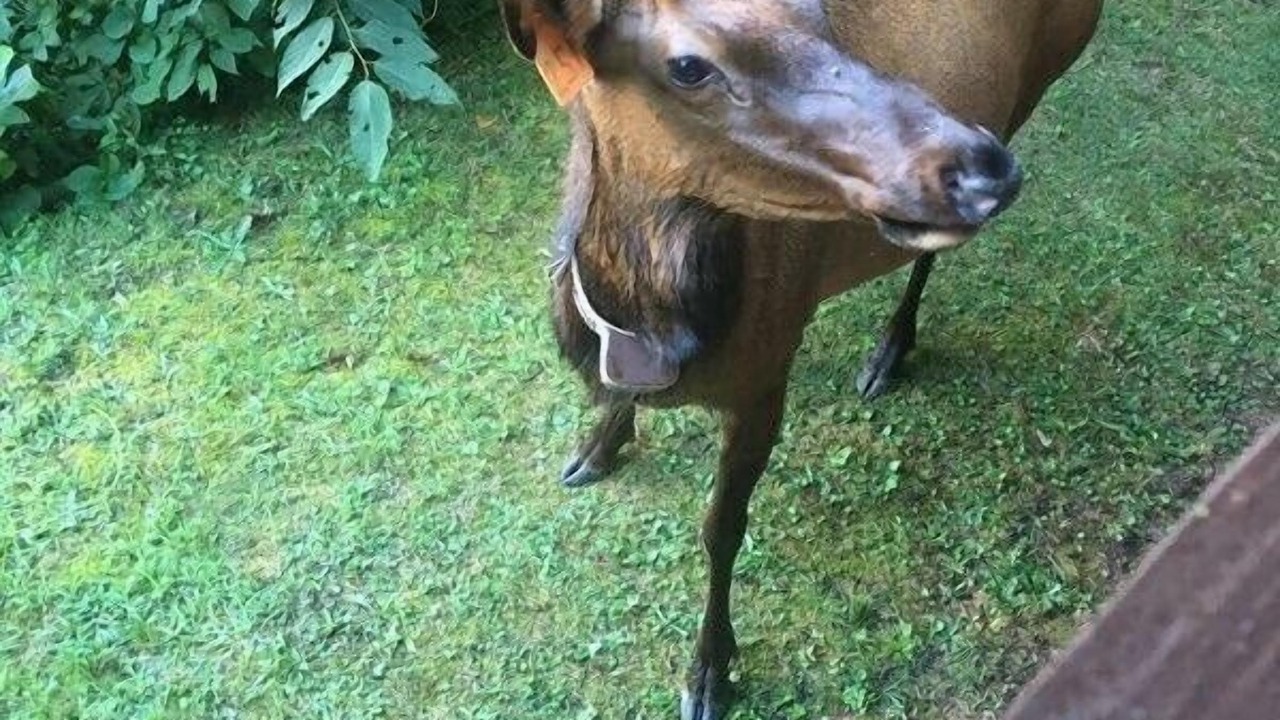 Photo of Outdoor in Maggie Valley