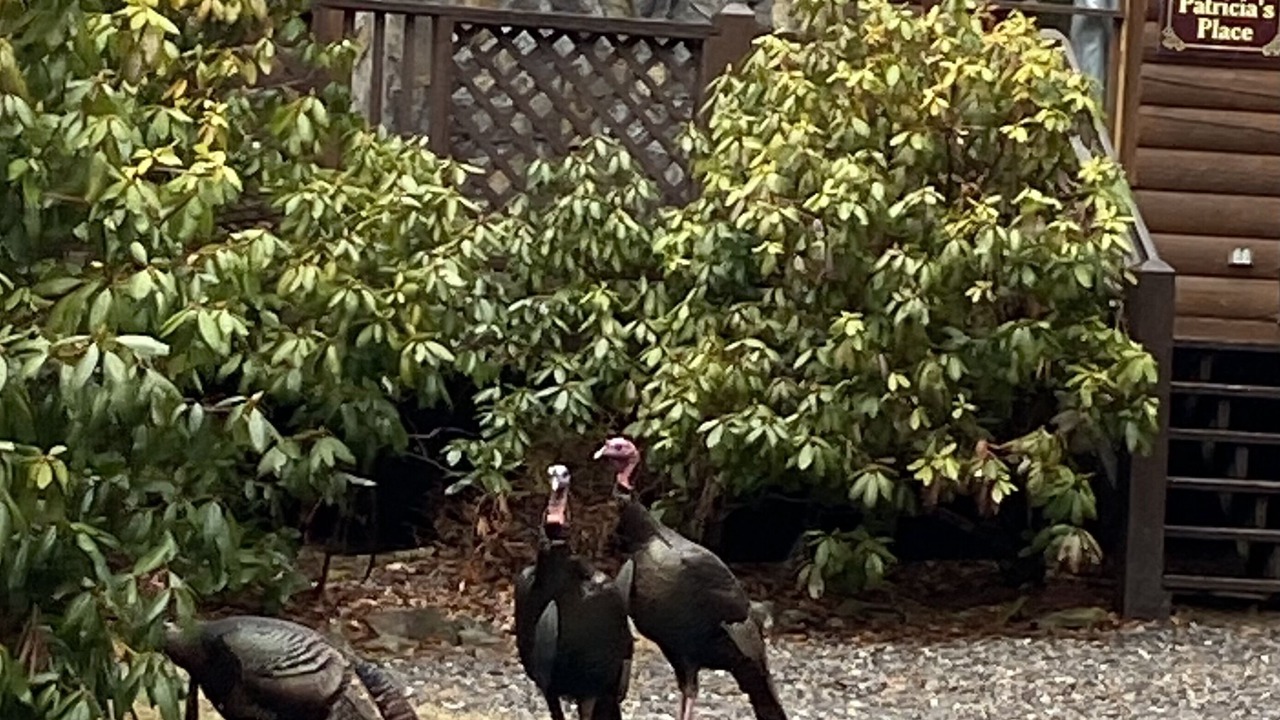 Photo of Outdoor in Maggie Valley