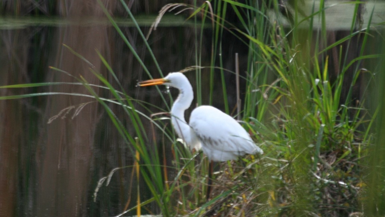 Photo of Outdoor in Darien