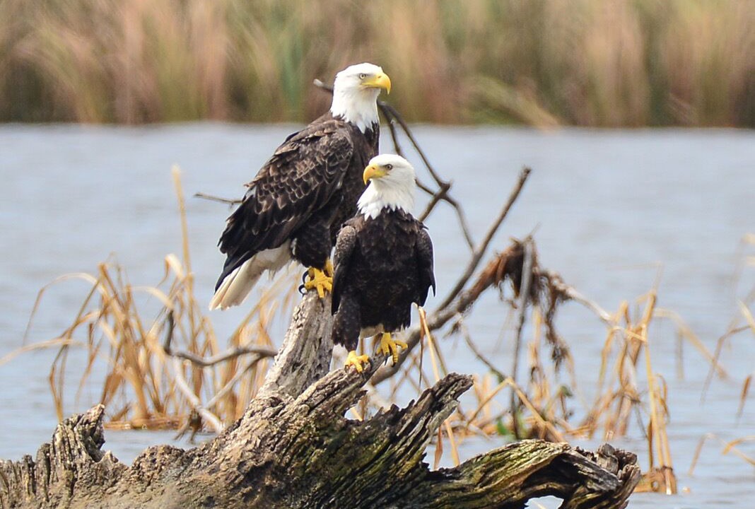 Photo of Others in Darien