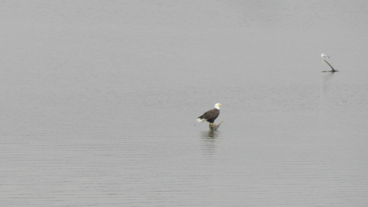 Photo of Others in Guntersville