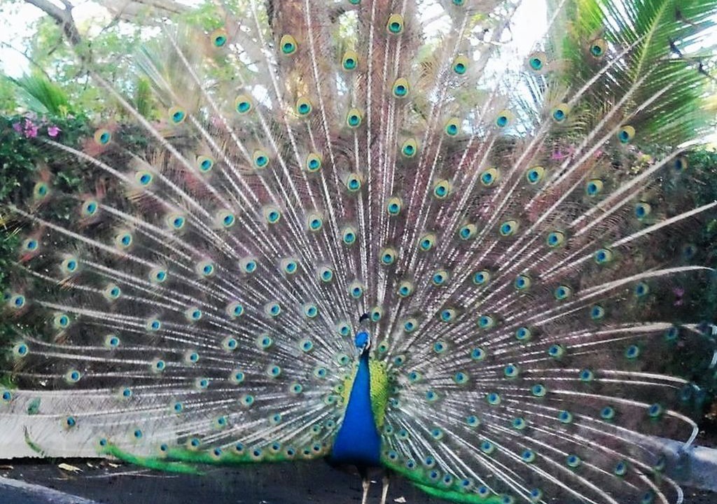 Photo of Outdoor in Makaha