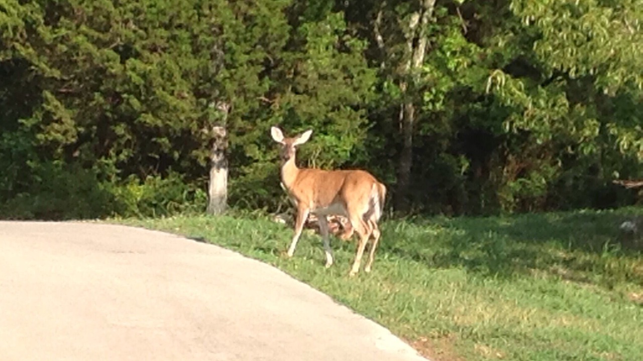 Photo of Outdoor in Sevierville