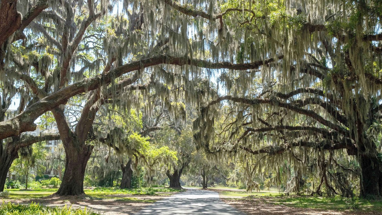 Photo of Others in Saint Simons Heights