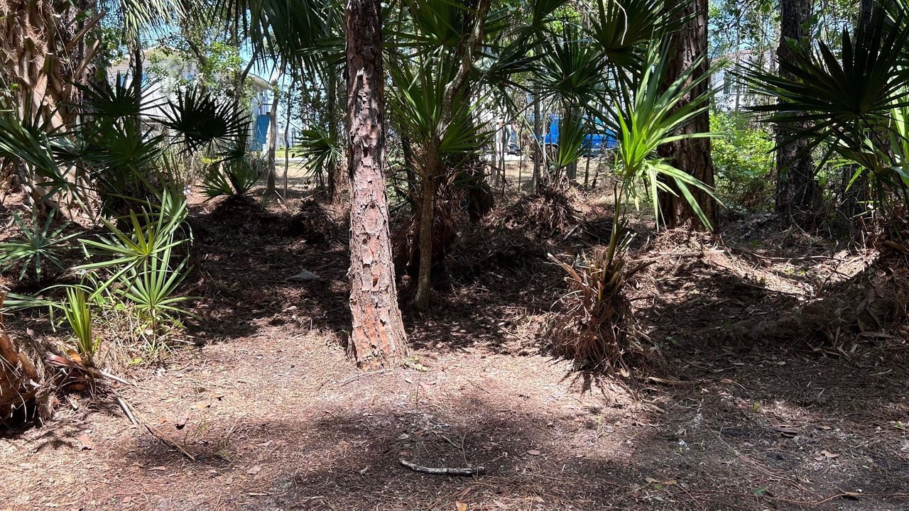 Photo of Outdoor in Dauphin Island