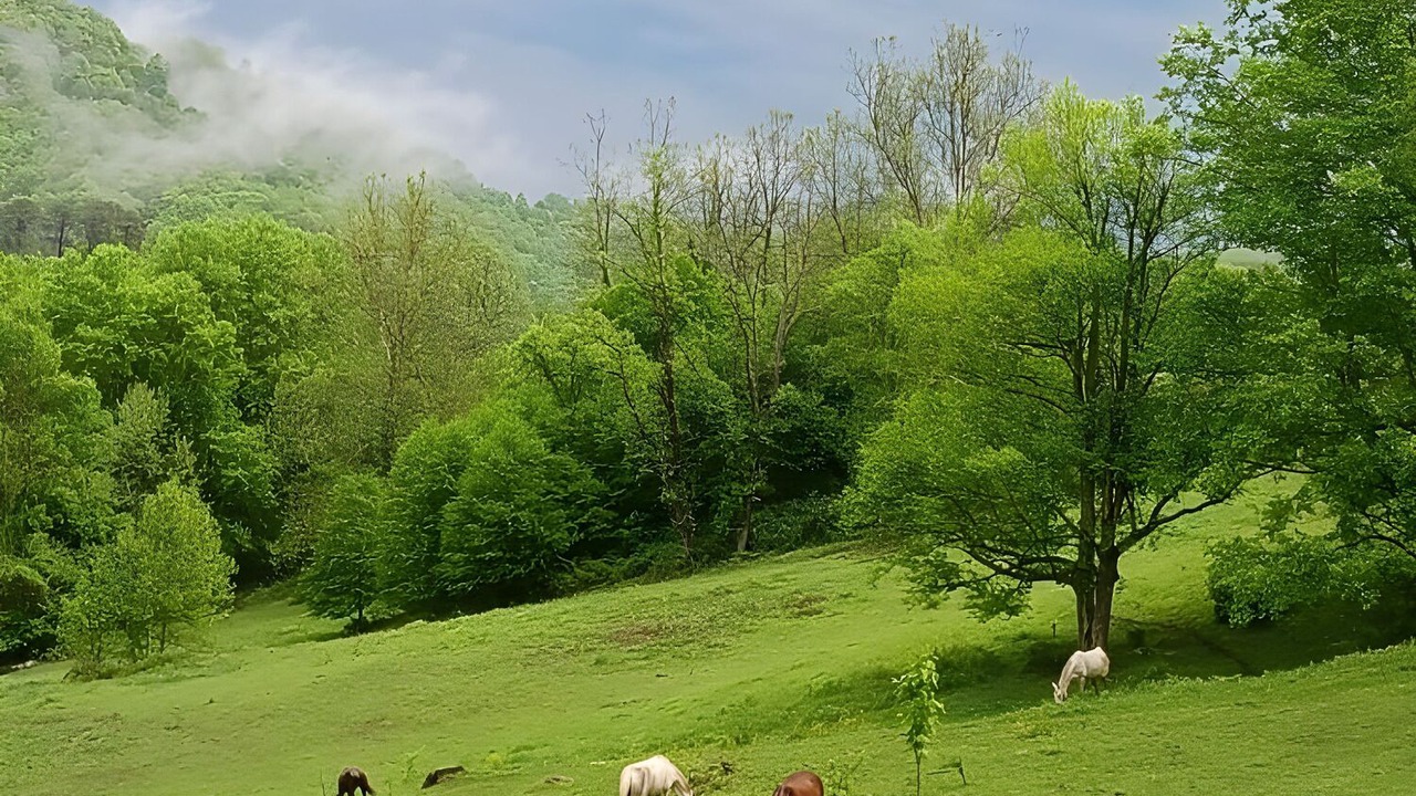 Photo of Others in Maggie Valley