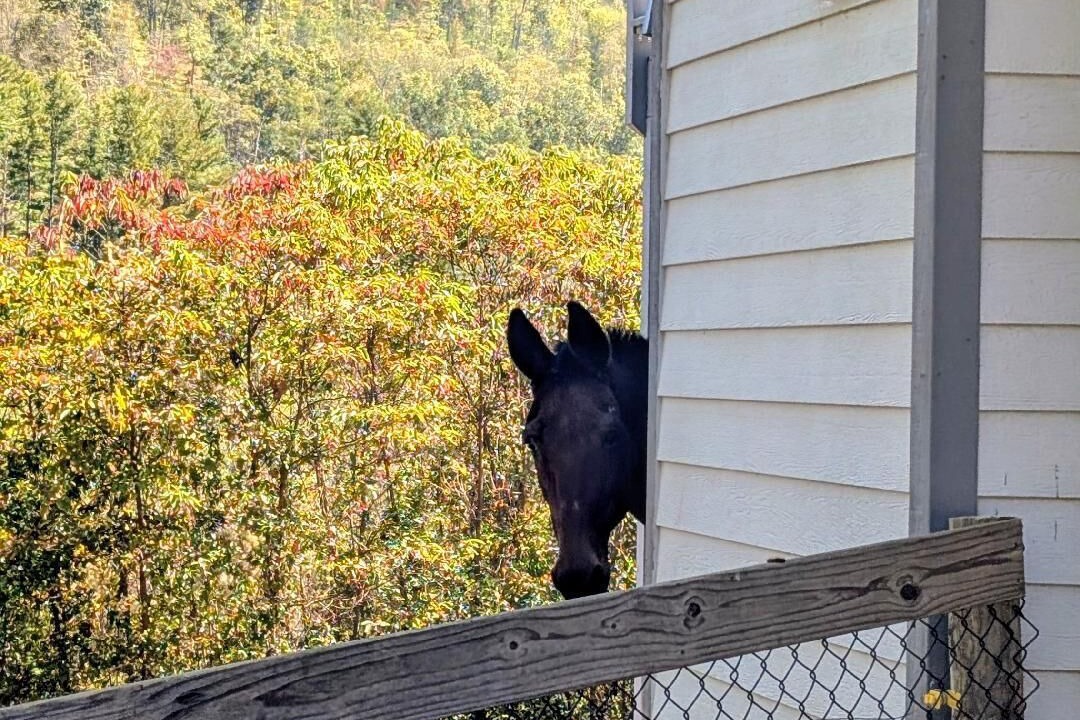 Photo of Outdoor in Waynesville