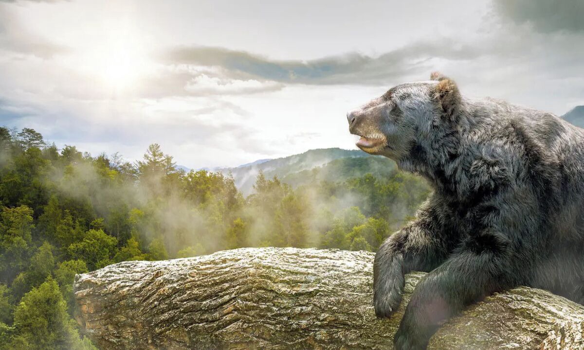 Photo of Others in Sevierville