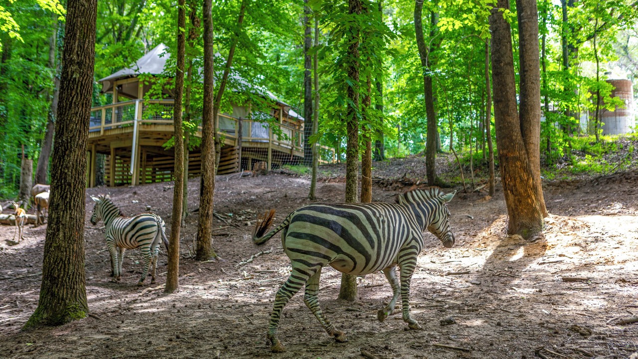 Photo of Outdoor in Troutman