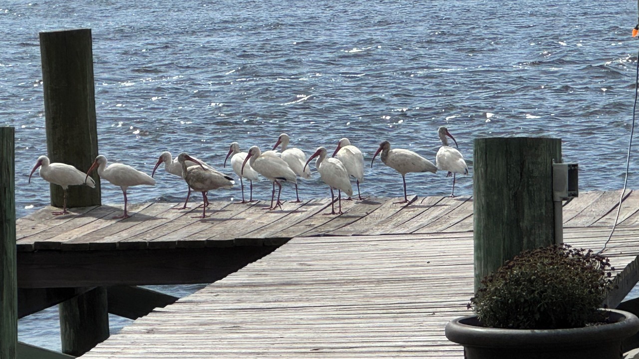 Photo of Others in Fort George Island