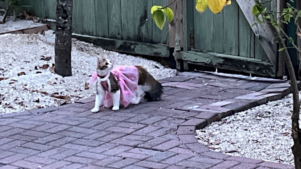 Photo of Outdoor in Key West