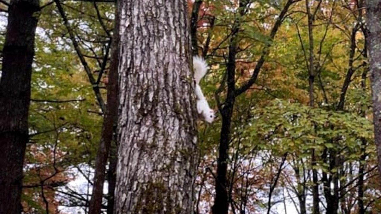 Photo of Others in Lake Toxaway