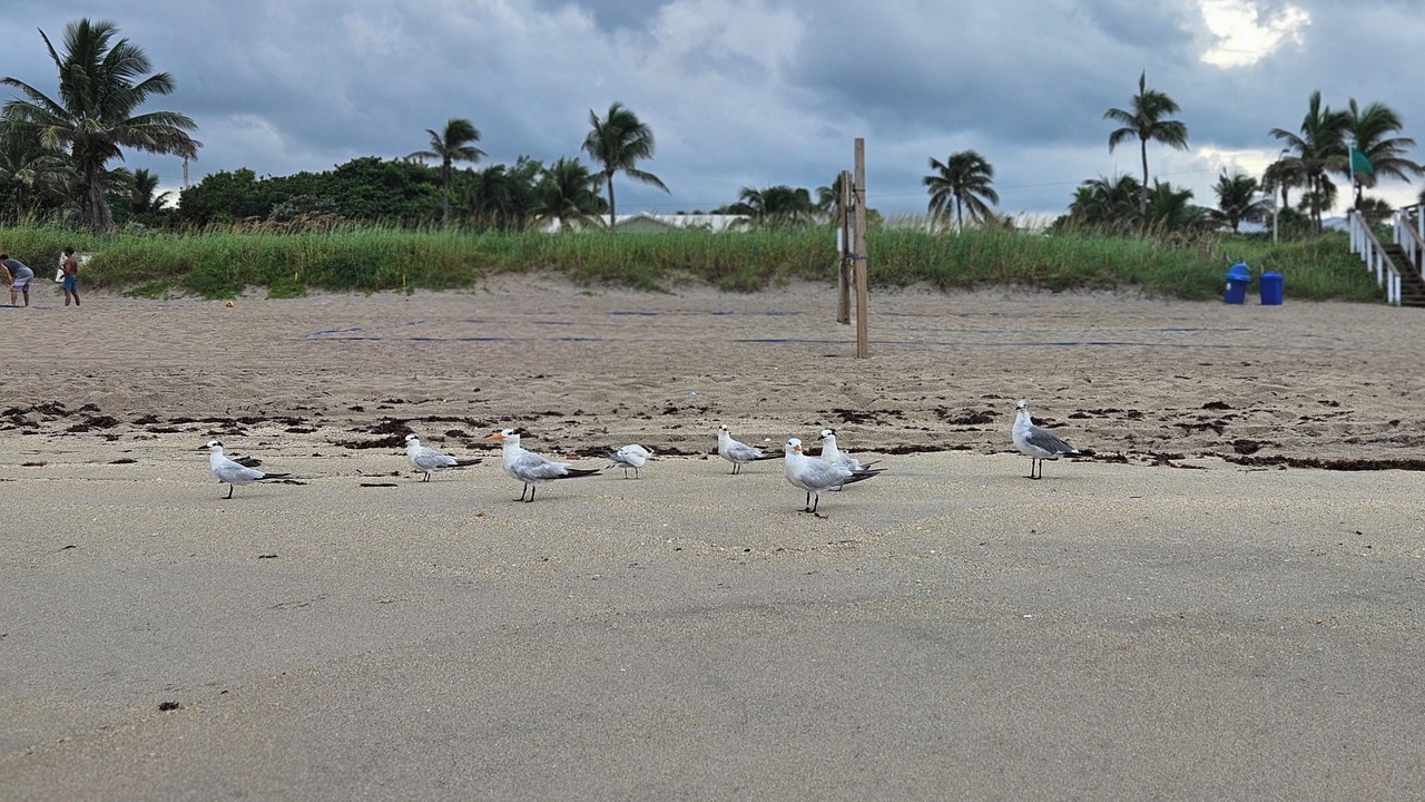Photo of Others in Tropic Palms
