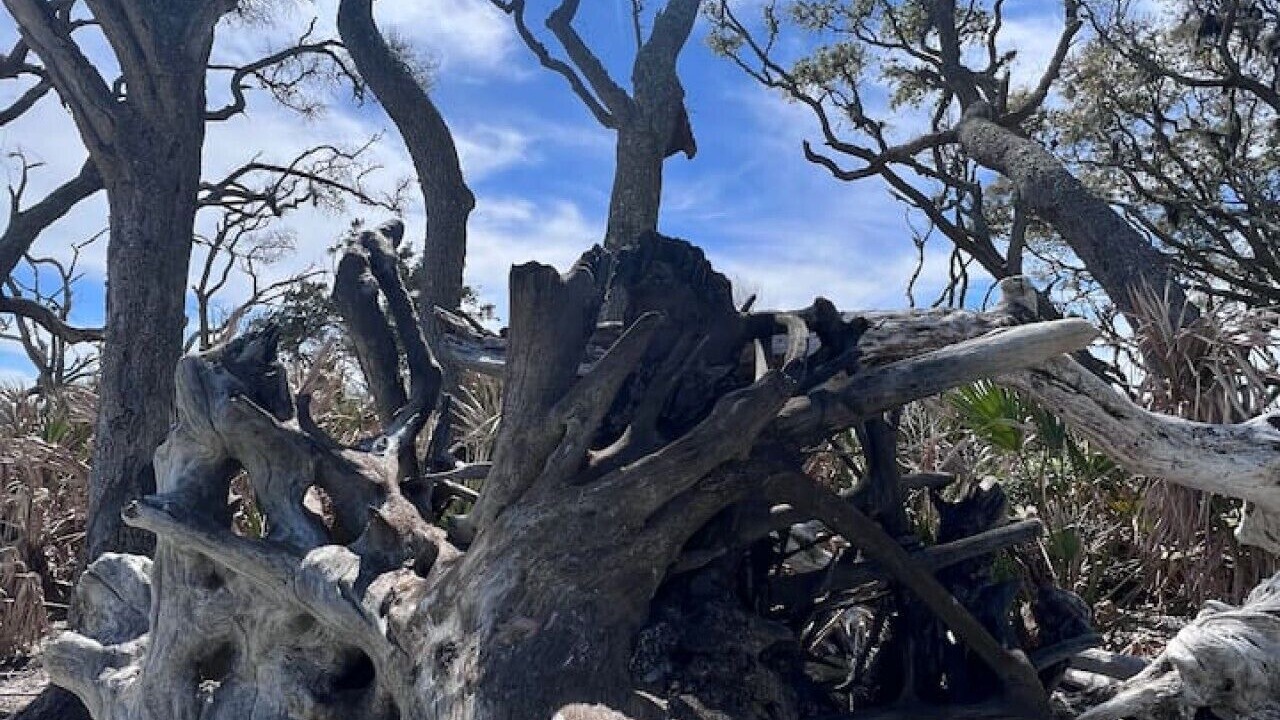 Photo of Outdoor in Saint Simons Island