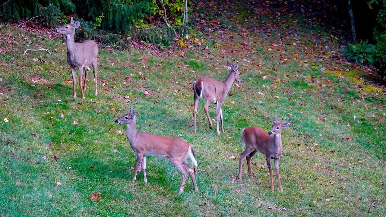 Photo of Others in Clyde