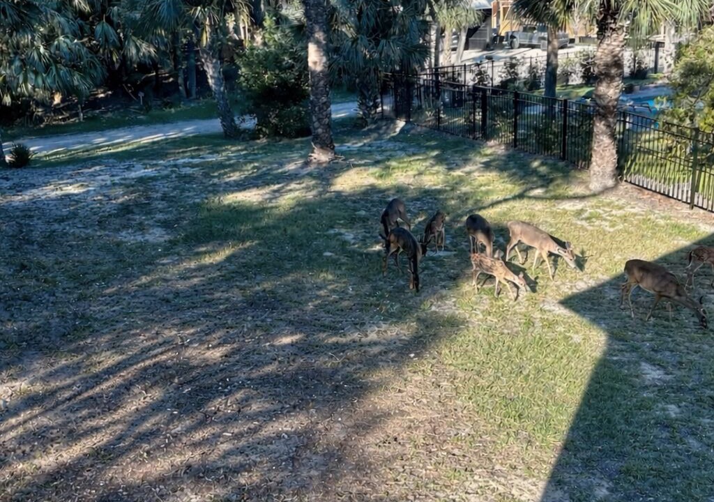 Photo of Others in Edisto Island