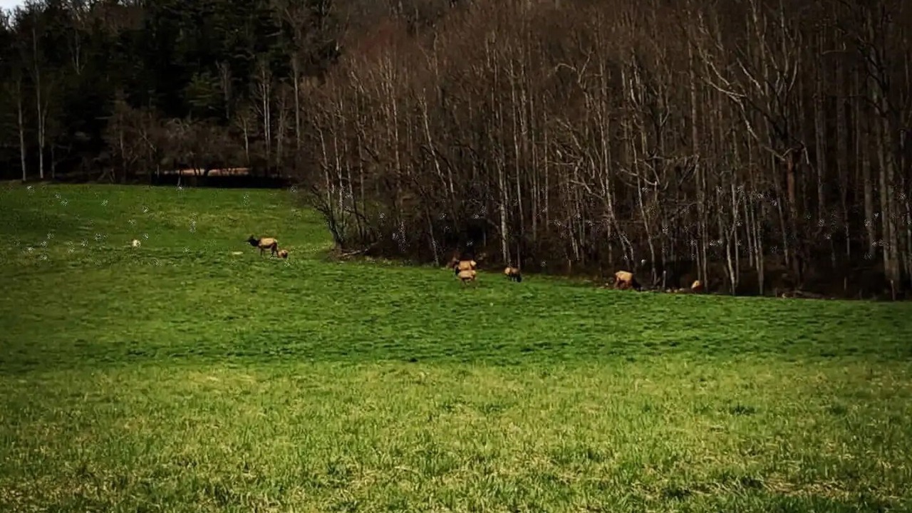 Photo of Others in Waynesville