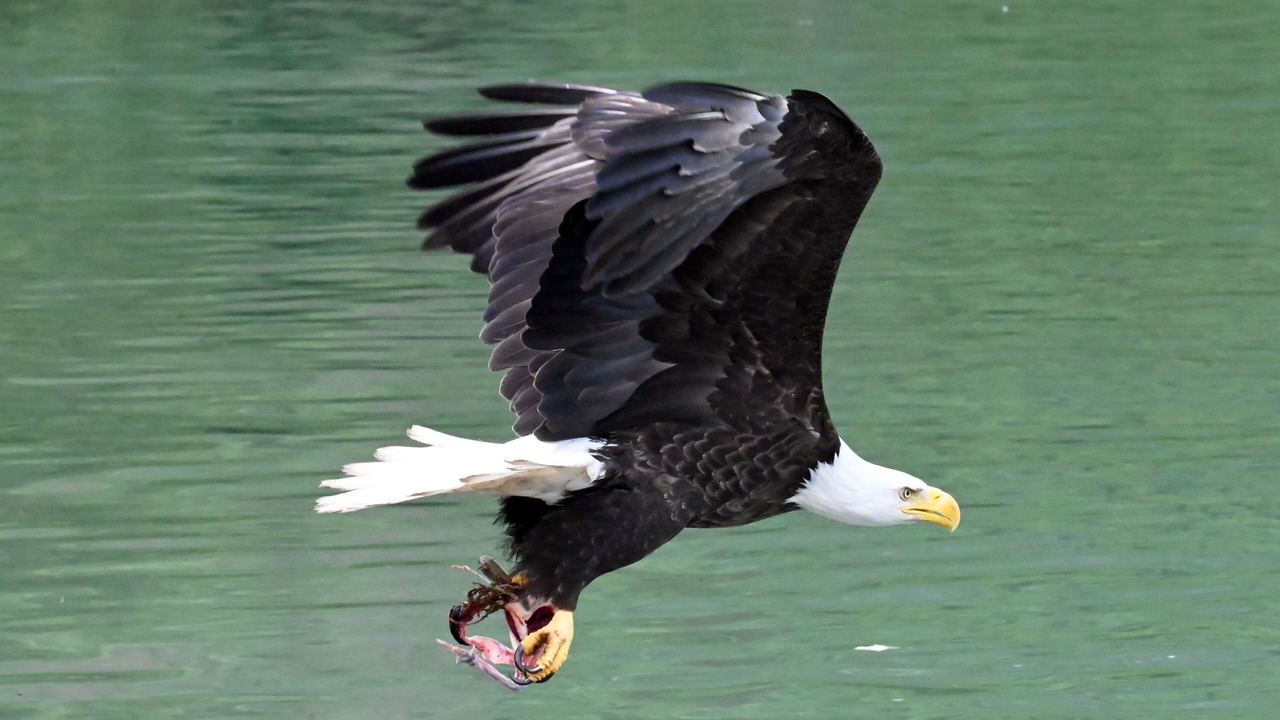 Photo of Others in Kenai