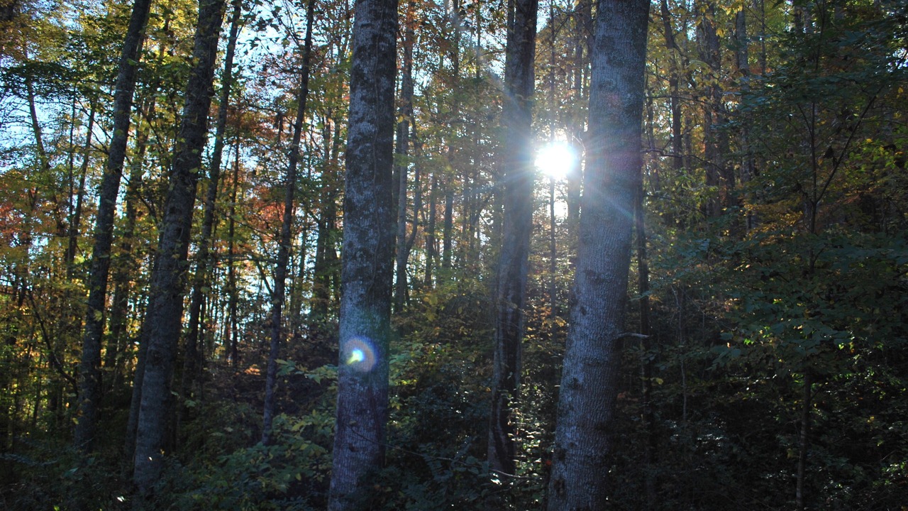 Photo of Outdoor in Sylva