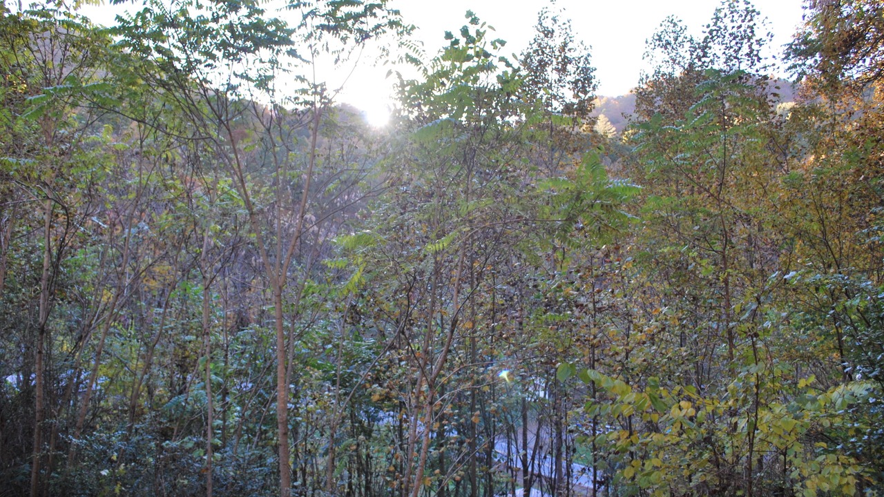 Photo of Others in Sylva