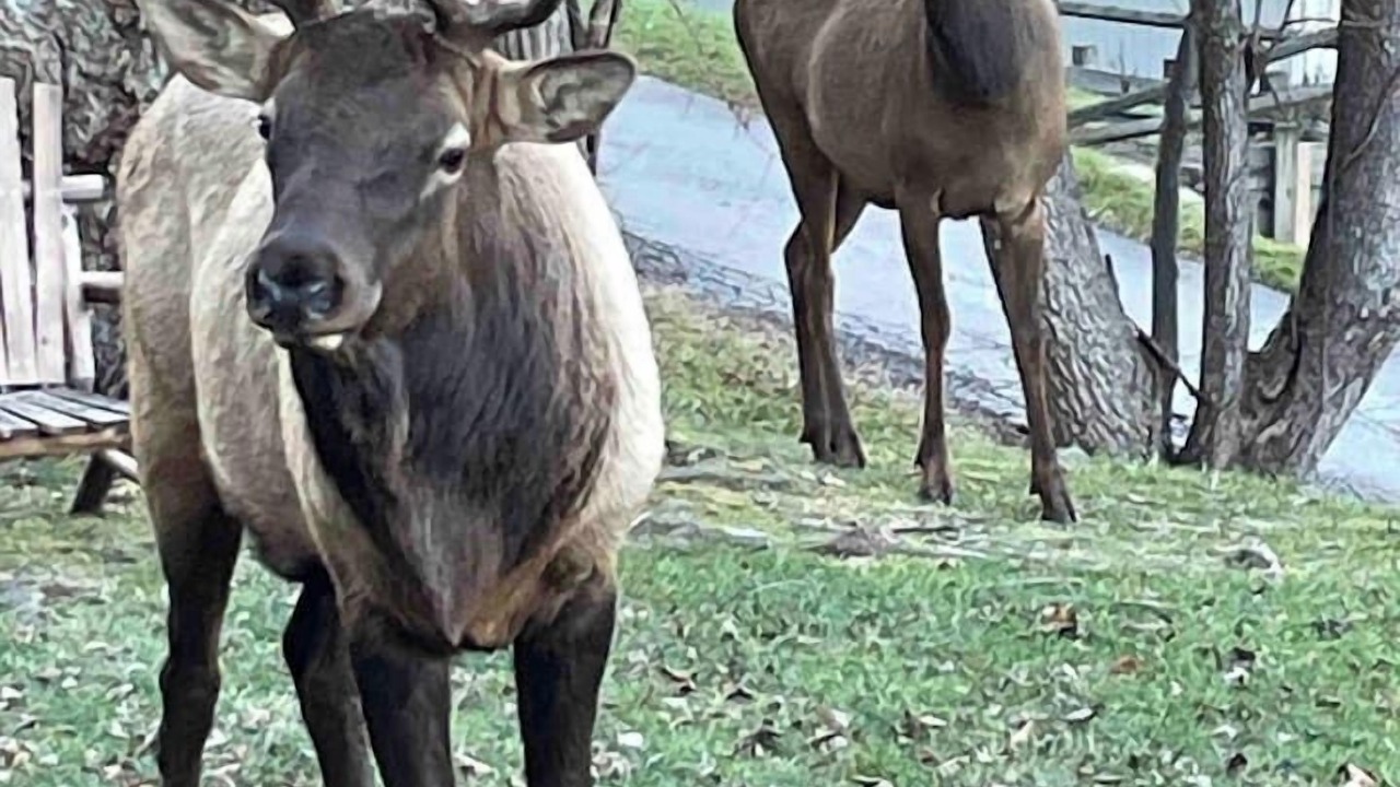 Photo of Others in Maggie Valley