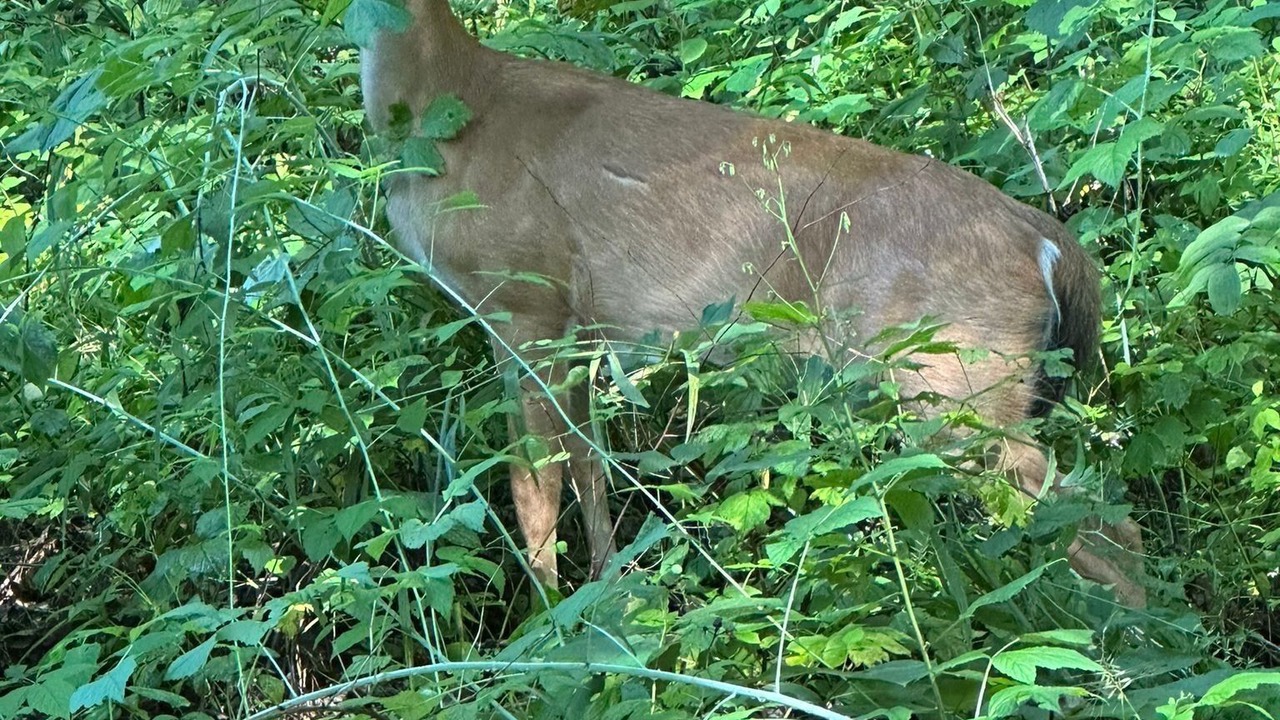 Photo of Outdoor in Maggie Valley