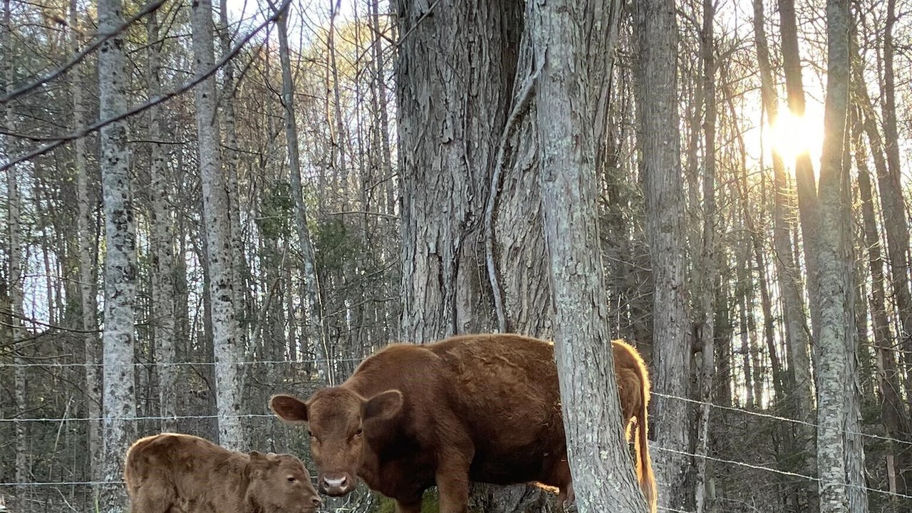 Photo of Others in Roan Mountain