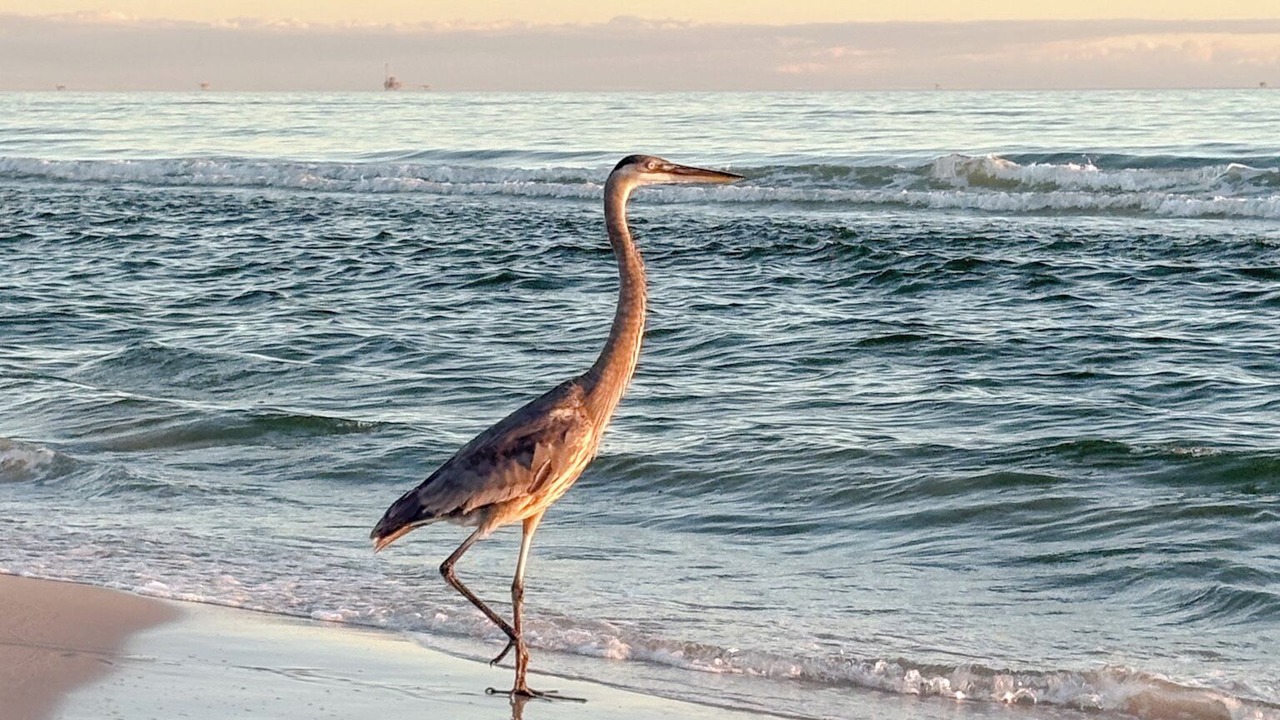 Photo of Others in Dauphin Island