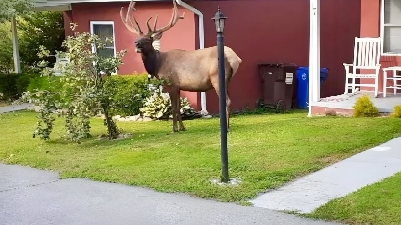 Photo of Others in Maggie Valley